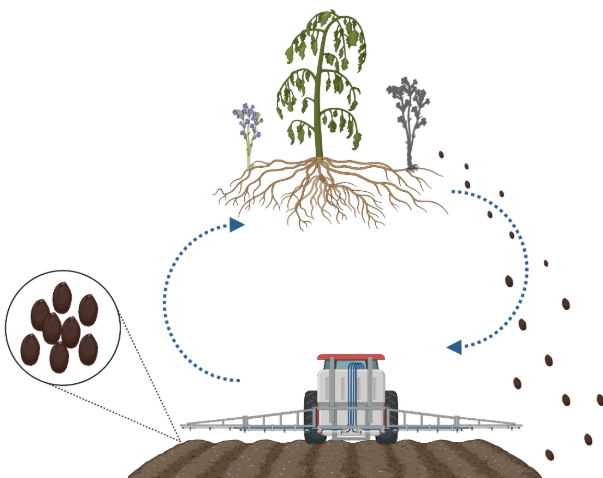 Parasitic weeds could infect new fields through farming-related routes.PNG